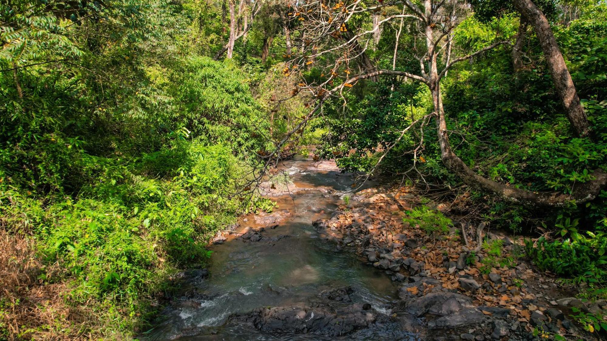 Kingmaker'S Plantation With River Stream 马迪凯里 外观 照片